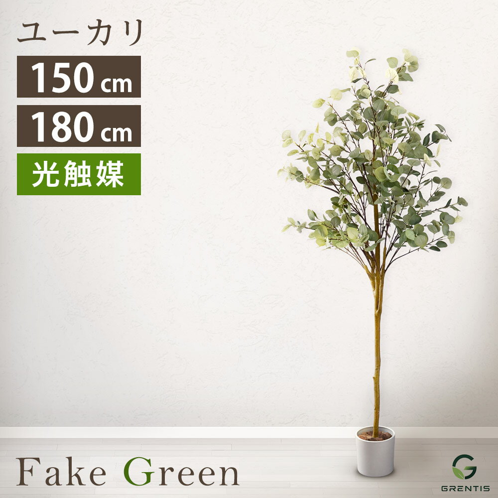 楽天市場】150cm（種類（植物）ユーカリ）（花・観葉植物｜花