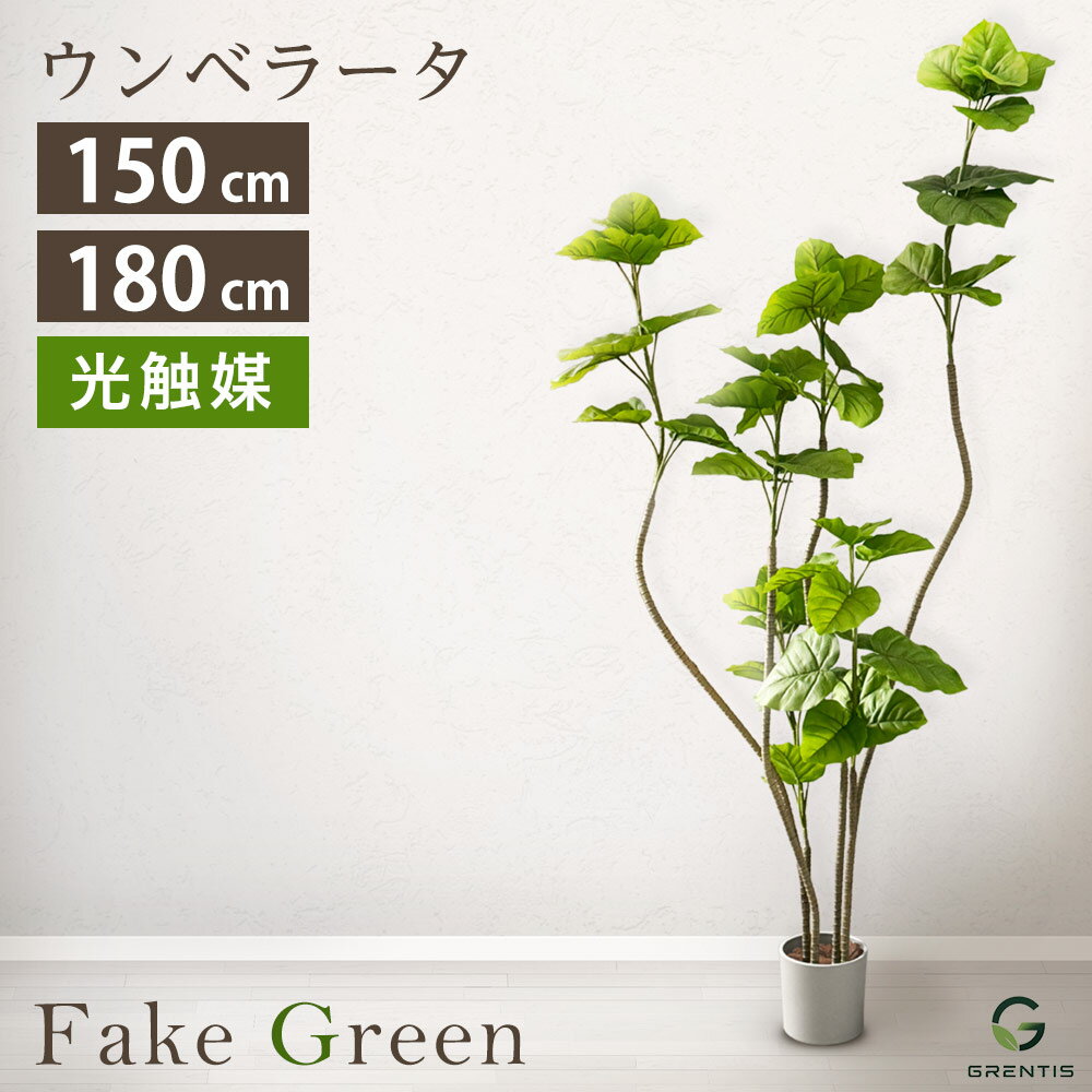 楽天市場】観葉植物 ウンベラータ 高さ180cmの通販
