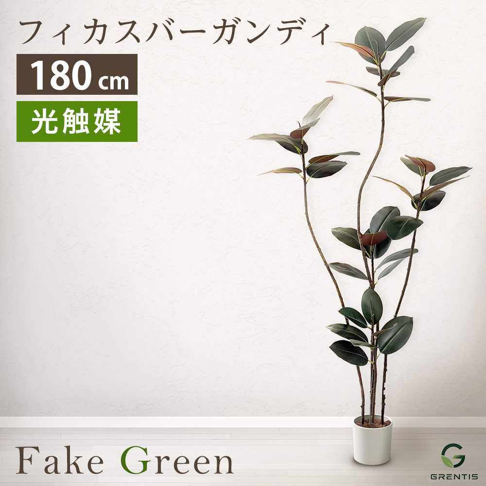 楽天市場】フィカス バーガンディ（造花・人工観葉植物｜花・観葉植物