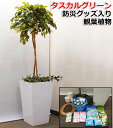【送料無料】防災グッズ入り観葉植物 防災セット ベンジャミン 高さ170cm タスカルグリーン 簡易トイレ 光触媒 消臭効果 空気清浄 防カビ 防汚 抗菌 抗ウ...