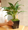 スパティフィラム 光触媒 観葉植物 カフェ 玄関 インテリア 造花 人工観葉植物 スパティフィラム 高さ50cm