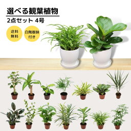 ドラセナ 4号 2点セット 選べる観葉植物 白陶器鉢 皿付き アデニウム フィカス(ゴムの木) ドラセナ(幸福の木) シェフレラ ムサ(バナナ) シマトネリコ プラティセリウム (コウモリラン、ビカクシダ) ヘデラ(アイビー) カラテア ムラヤ コーヒー アスパラガス 東海園芸