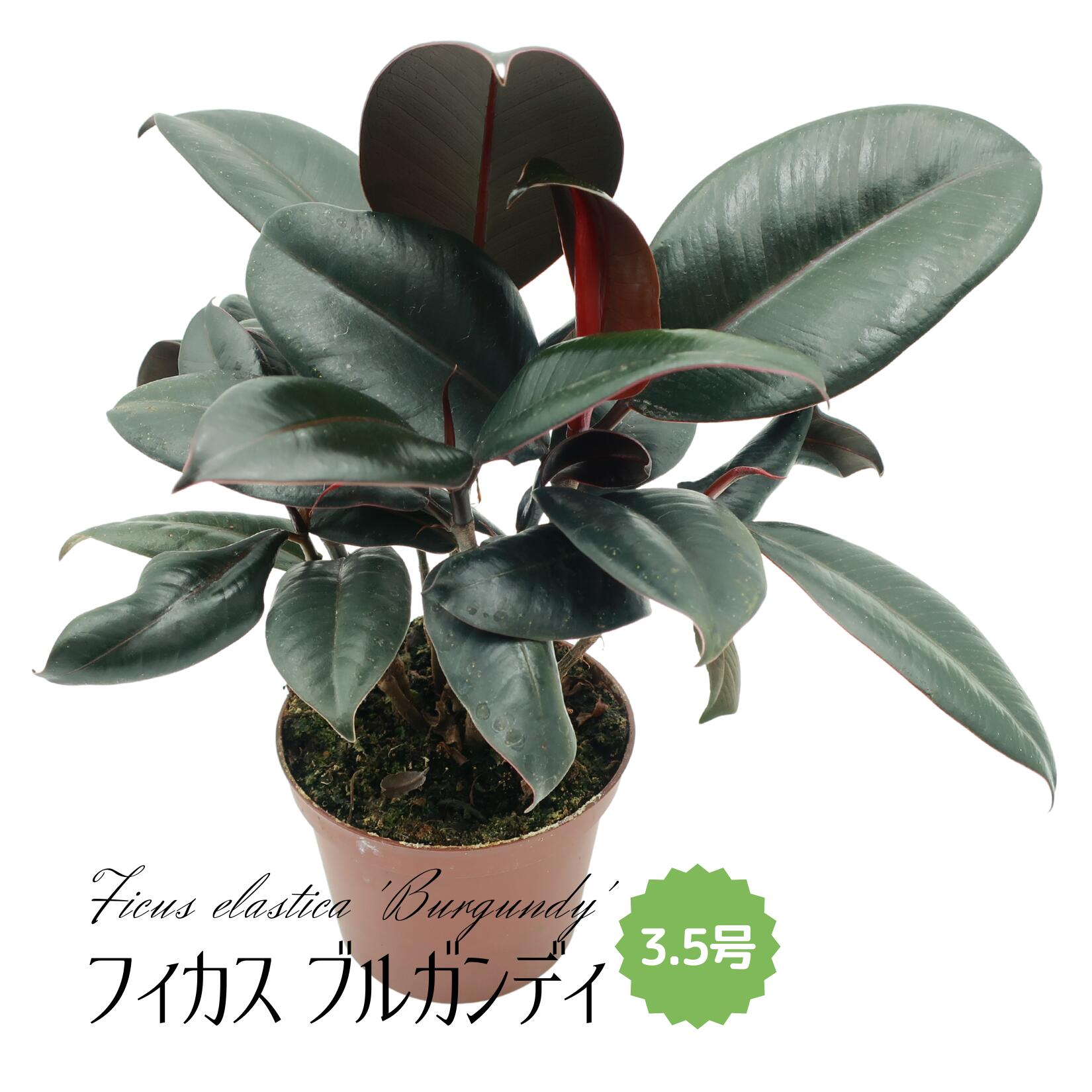 楽天市場】フィカス バーガンディ(観葉植物|花・観葉植物 楽天市場】フィカス バーガンディ(観葉植物|花・観葉植物
