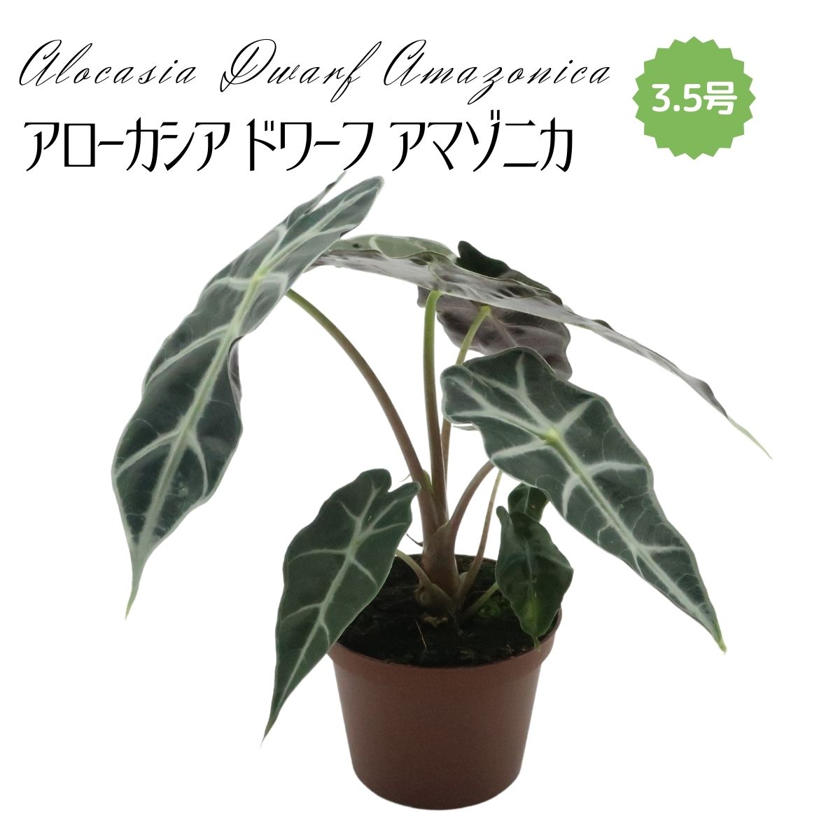 ◆ミディプランツ◆ アローカシア ドワーフアマゾニカ 3.5号鉢