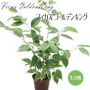 ◆ミディプランツ◆フィカス ゴールデンキング3.5号鉢