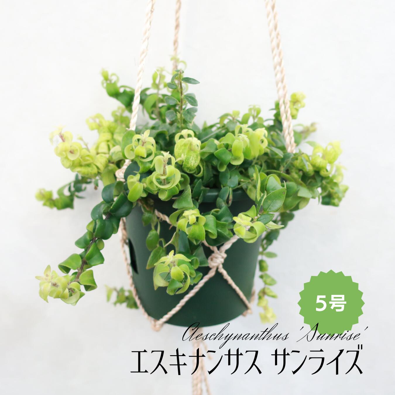 つる植物 ハンギング 吊り鉢 おしゃれ 観葉植物 インテリアグリーン ...