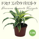 ◆ミディプランツ◆ドラセナ コンパクタ バリエガータ 3.5号鉢