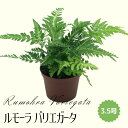 ◆ミディプランツ◆ルモーラ バリエガータ 3.5号鉢