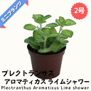 プレクトランサス アロマティカスライムシャワー ★ミニプランツ★ 2号鉢