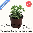 ポリシャス フルチコーサ バリエガータ★ミニプランツ★ 2号鉢
