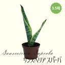 ◆ミディプランツ◆ サンスベリア スパーバ 3.5号鉢
