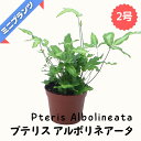 プテリス アルボリネアータ ★ミニプランツ★2号鉢