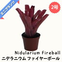 ニデラニウム ファイヤーボール ★ミニプランツ★ 2号鉢