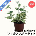 フィカス スターライト ★ミニプランツ★ 2号鉢