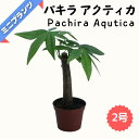 パキラ アクティカ ★ミニプランツ★ 2号鉢
