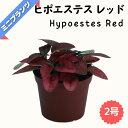 ヒポエステス レッド ★ミニプランツ★ 2号鉢