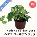 ヘデラ ゴールデンジッタ ★ミニプランツ★2号鉢