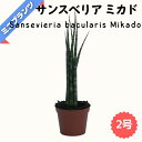サンスベリア ミカド ★ミニプランツ★ 2号鉢