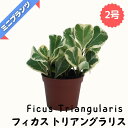 フィカス トリアングラリス ★ミニプランツ★ 2号鉢