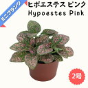 ヒポエステス ピンク ★ミニプランツ★ 2号鉢