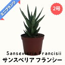 サンスベリア フランシシー ★ミニプランツ★ 2号鉢