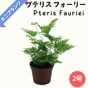 プテリス フォーリー ★ミニプランツ★ 2号鉢
