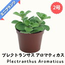 プレクトランサス アロマティカス ★ミニプランツ★ 2号鉢