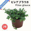 ピレア グラウカ ★ミニプランツ★ 2号鉢