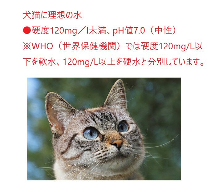 �ͤ�������ѡ���她�ƥå��ʥޥ��ʥ�������ȯ�����˸�����Ѳġ�ǭ �ͥ�