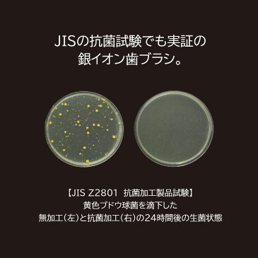 Ci PRO AD Ag+ フラット毛 M(ふつう) 1本 銀イオン歯ブラシ【メール便可 20本まで】