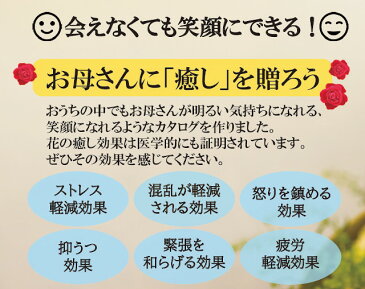 おまかせカーネ鉢植【母の日 対応商品】母の日ギフト 千葉県木村園芸 おまかせカーネーション 5号鉢植 バスケット付き オランダ屋 2021　鉢植え　プレゼント　花　母の日ギフト