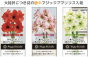 水のいらないアマリリス 春の マジックアマリリス の球根 ピンク 赤 グリーン 3種 12月大好評につき再入荷【 母の日 】カーネーション もいいけど今年はマジ...