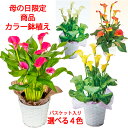 鉢植え 母の日向き（5000円程度） 母の日 カラーリリィ鉢植え 須貝園芸 選べる4色 【母の日 対応商品】 (毎年咲きます) カラー5号鉢植え オランダ屋 鉢植え プレゼント 到着日指定