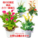 母の日 カラーリリィ鉢植え お得な品種おまかせ【母の日 対応商品】(毎年咲きます) 母の日ギフト カラー5号鉢植え オランダ屋 鉢植え プレゼント 花 母の日ギフト