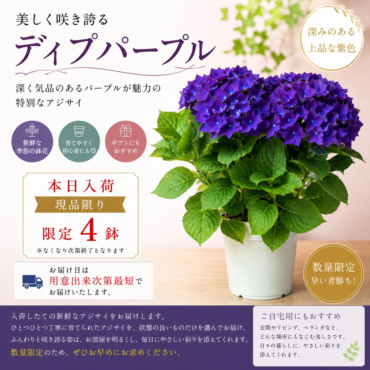 楽天市場】あじさい スパークルの通販