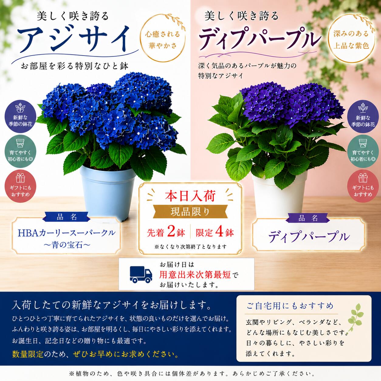 Rakuten - ～青の宝石～　HBAカーリースーパークル　あじさい アジサイ　紫陽花 鉢植え　ロイヤルブルー　即日　翌日　ギフト　プレゼント　季節の花