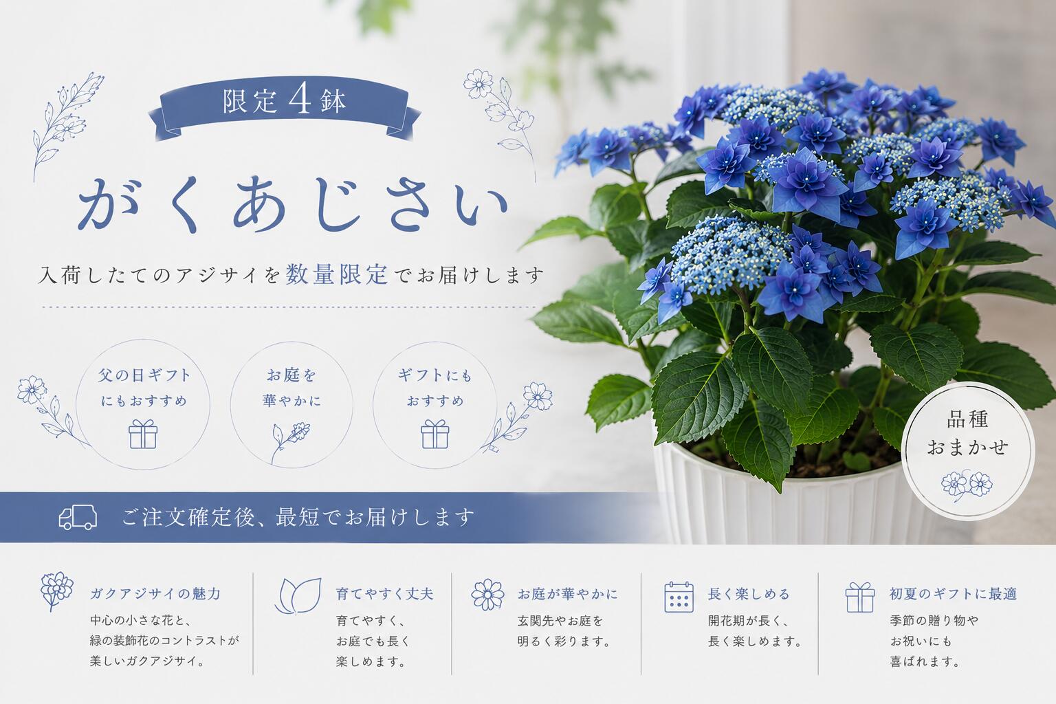 乐天商城 - 【数量限定】ガクアジサイ ブルー 八重咲き 紫陽花 あじさい 鉢花 ギフト 父の日 プレゼント 庭植え 青花 季節の花 花ギフト ブルーアジサイ 青い紫陽花 アジサイ　即日　翌日　最短