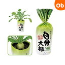アーテック 自分大根 観察 教材