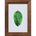 ケンコー 1250173 写真立て ゴムの木 ブラウン PS−GM−BR PS-GM-BR 【414-1029】