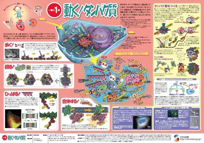 文部科学省「一家に1枚」ポスター『動くタンパク質』日本生物物理学会監修 A2判