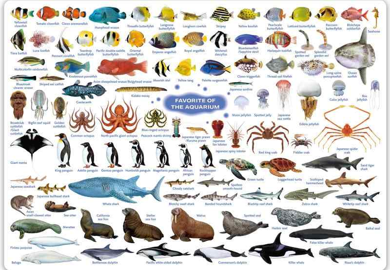 󥸥ɤ㤨֥ ߤ ²ۤο͵ Ѹ ² A4פβǤʤ520ߤˤʤޤ