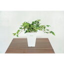 グリーンクロス 人工樹木/人工観葉植物 アイビー ( 6300028775 ) (株)グリーンクロス 【メーカー取寄】