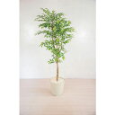 グリーンクロス 人工樹木/人工観葉植物 フランスベンジャミン 160cm ( 6300028769 ) (株)グリーンクロス 【メーカー取寄】