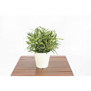 グリーンクロス 人工樹木/人工観葉植物 ホソバクロトン ( 6300028778 ) (株)グリーンクロス 【メーカー取寄】