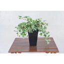 グリーンクロス 人工樹木/人工観葉植物 オランダアイビー ( 6300028777 ) (株)グリーンクロス 【メーカー取寄】