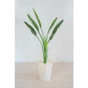 グリーンクロス 人工樹木/人工観葉植物 ストレチア ( 6300028766 ) (株)グリーンクロス 【メーカー取寄】