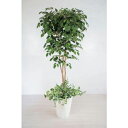 グリーンクロス 人工樹木/人工観葉植物 ベンジャミン寄植 ( 6300028761 ) (株)グリーンクロス 【メーカー取寄】
