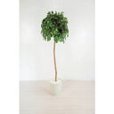 グリーンクロス 人工樹木/人工観葉植物 ベンジャミン ( 6300028765 ) (株)グリーンクロス 【メーカー取寄】