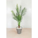 グリーンクロス 人工樹木/人工観葉植物 アレカパーム ( 6300033753 ) (株)グリーンクロス 【メーカー取寄】
