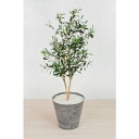 グリーンクロス 人工樹木/人工観葉植物 オリーブ ( 6300033751 ) (株)グリーンクロス 【メーカー取寄】